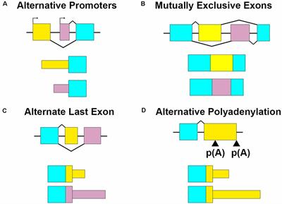 Spatiotemporal Regulation of Transcript Isoform Expression in the Hippocampus